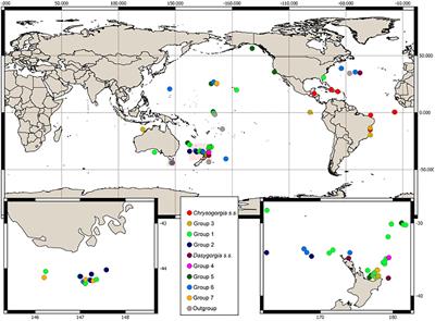 Phylogenetic Relationships Within Chrysogorgia (Alcyonacea: Octocorallia), a Morphologically Diverse Genus of Octocoral, Revealed Using a Target Enrichment Approach